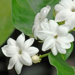 Sambac Jasmine Plant Live 8 inch Tall fragrant blooms