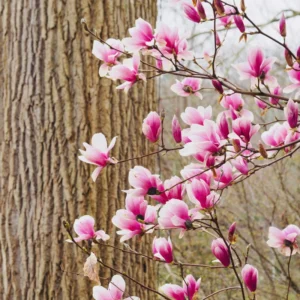 Saucer Magnolia Tree - Flowering Shrub 6-12 Inches Tall