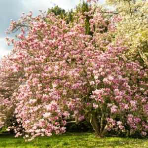 Saucer Magnolia Tree - Flowering Shrub 6-12 Inches Tall
