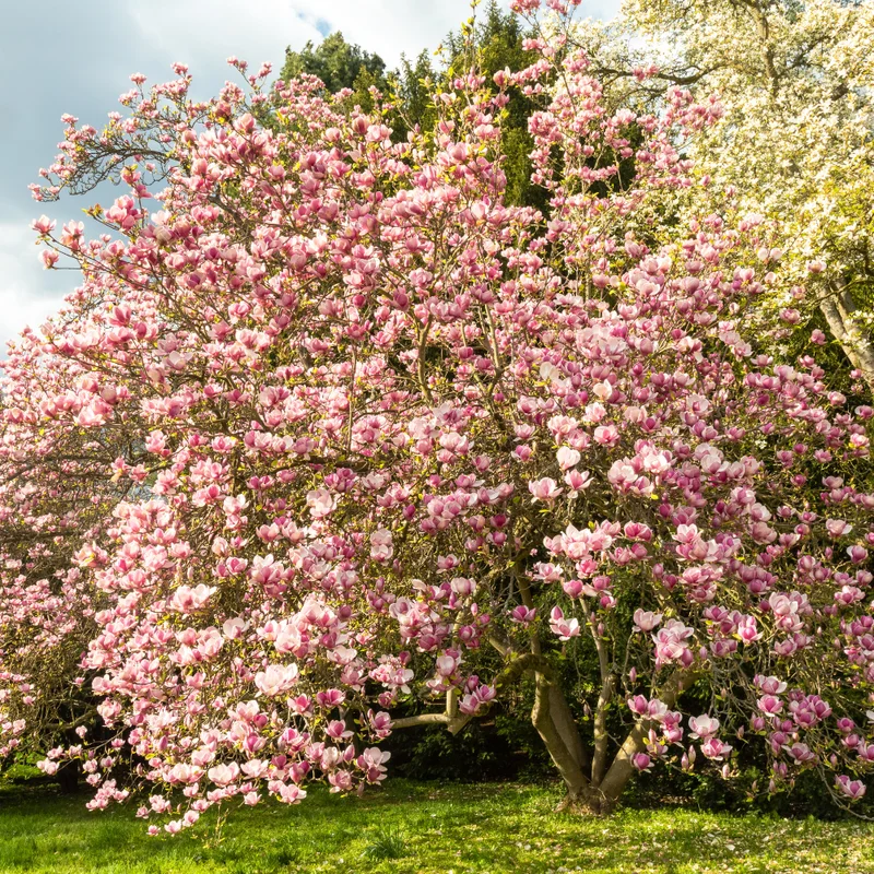 Saucer Magnolia Tree - Flowering Shrub 6-12 Inches Tall