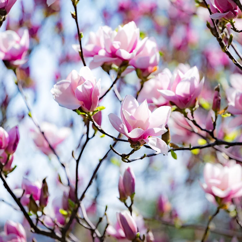 Saucer Magnolia Tree - Flowering Shrub 6-12 Inches Tall