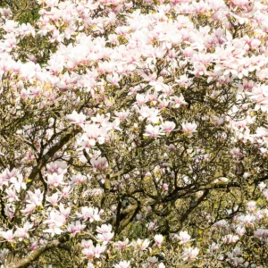 Saucer Magnolia Tree - Flowering Shrub 6-12 Inches Tall