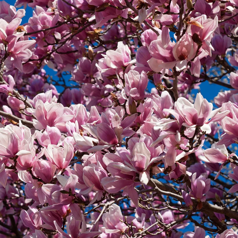 Saucer Magnolia Tree - Flowering Shrub 6-12 Inches Tall