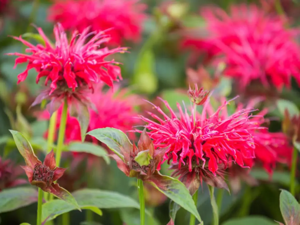 Scarlet Bee Balm (Monarda didyma)