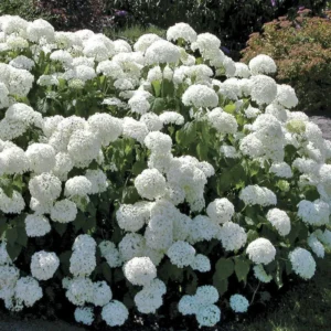 Snowball Viburnum Shrub Potted - 2 Old Fashion Viburnum Plants 6-10 Inches Live