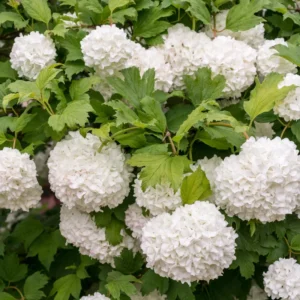 Snowball Viburnum Shrub Potted - 2 Old Fashion Viburnum Plants 6-10 Inches Live
