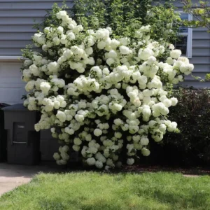 Snowball Viburnum Shrub Potted - 2 Old Fashion Viburnum Plants 6-10 Inches Live