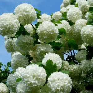 Snowball Viburnum Shrub Potted - 2 Old Fashion Viburnum Plants 6-10 Inches Live