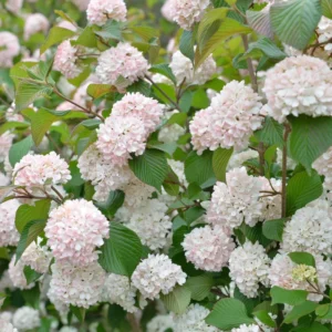 Snowball Viburnum Shrub Potted - 2 Old Fashion Viburnum Plants 6-10 Inches Live