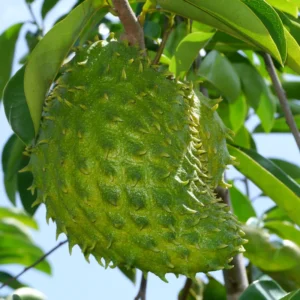 Soursop Tree 6-10 Inches - Tropical Fruit Tree Sapling - Grow Your Own