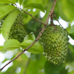 Soursop Tree 6-10 Inches - Tropical Fruit Tree Sapling - Grow Your Own