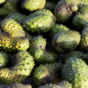 Soursop Tree 6-10 Inches - Tropical Fruit Tree Sapling - Grow Your Own