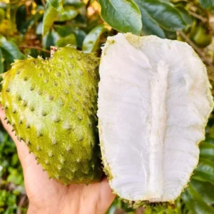 Soursop Tree 6-10 Inches - Tropical Fruit Tree Sapling - Grow Your Own