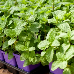 Spearmint Plant Live - 4-7 Inches - Fresh Herb Garden Essential