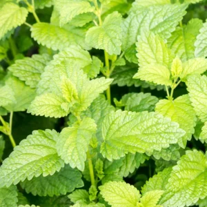 Spearmint Plant Live - 4-7 Inches - Fresh Herb Garden Essential