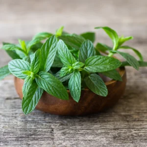 Spearmint Plant Live - 4-7 Inches - Fresh Herb Garden Essential