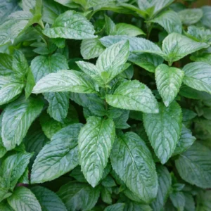 Spearmint Plant Live - 4-7 Inches - Fresh Herb Garden Essential
