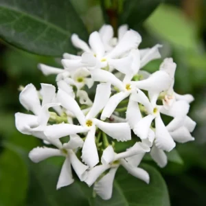 Star Jasmine Live Plant - Flowering Vine 4-8'' Tall - Indoor/Outdoor