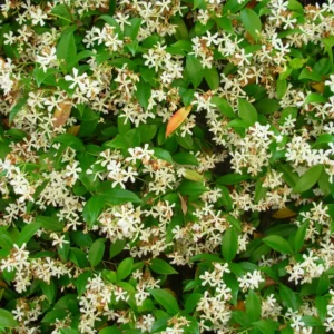 Star Jasmine Live Plant - Flowering Vine 4-8'' Tall - Indoor/Outdoor