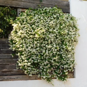 Star Jasmine Live Plant - Flowering Vine 4-8'' Tall - Indoor/Outdoor