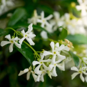 Star Jasmine Live Plant - Flowering Vine 4-8'' Tall - Indoor/Outdoor