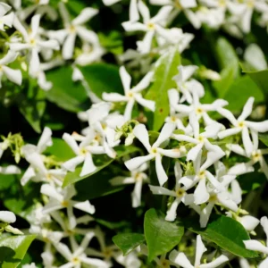 Star Jasmine Live Plant - Flowering Vine 4-8'' Tall - Indoor/Outdoor