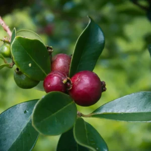 Strawberry Guava Tree - Half Gallon Pot - Tropical Fruit Tree