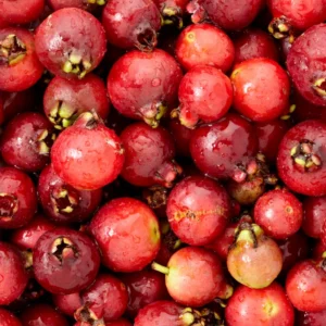 Strawberry Guava Tree - Half Gallon Pot - Tropical Fruit Tree