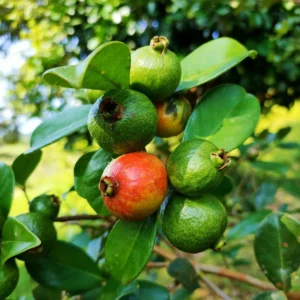 Strawberry Guava Tree - Half Gallon Pot - Tropical Fruit Tree