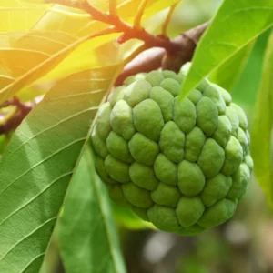 Sugar Apple Tree - Small Starter Plant - 8-12 Inches