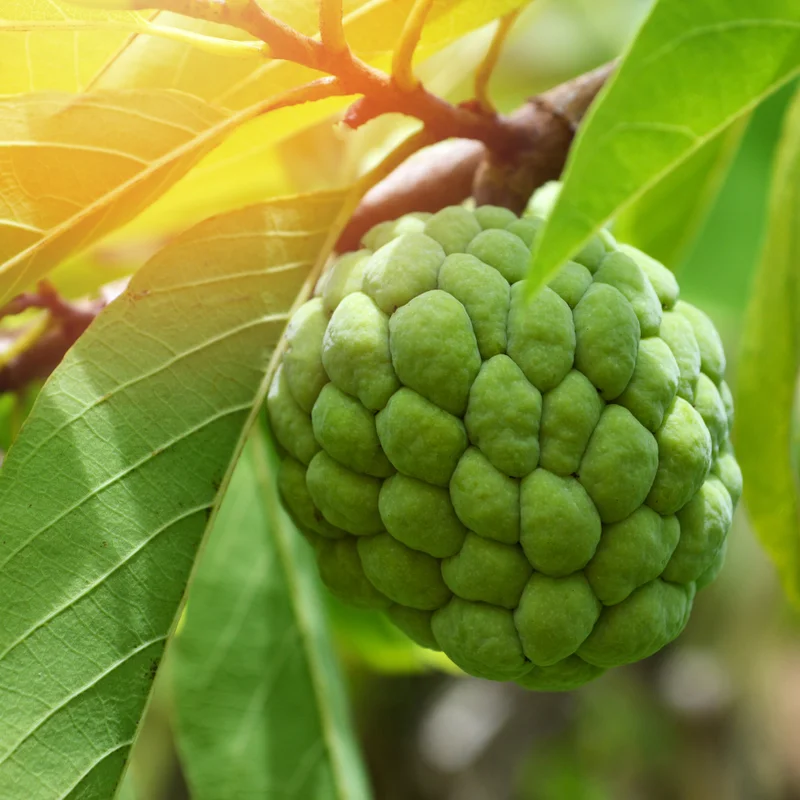 Sugar Apple Tree - Small Starter Plant - 8-12 Inches
