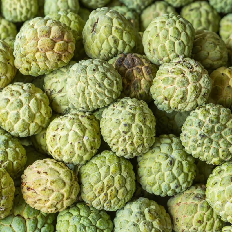 Sugar Apple Tree - Small Starter Plant - 8-12 Inches