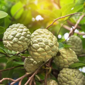 Sugar Apple Tree - Small Starter Plant - 8-12 Inches
