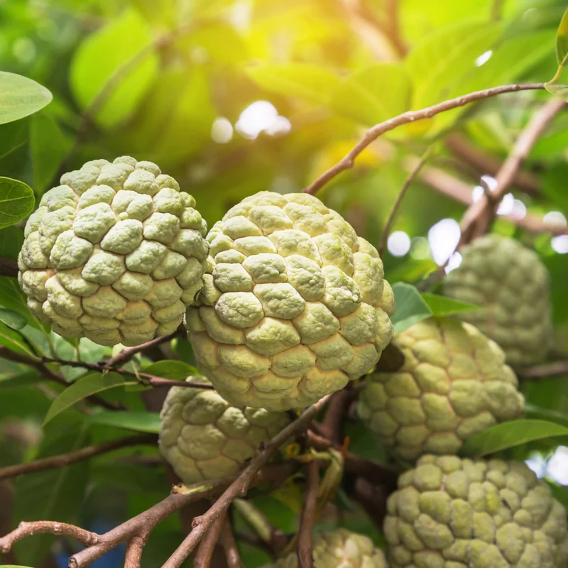 Sugar Apple Tree - Small Starter Plant - 8-12 Inches