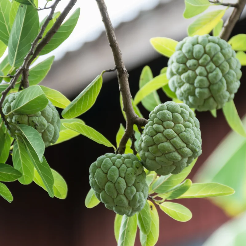 Sugar Apple Tree - Small Starter Plant - 8-12 Inches