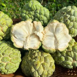 Sugar Apple Tree - Small Starter Plant - 8-12 Inches