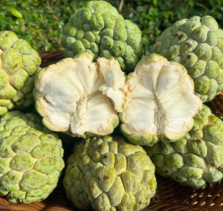 Sugar Apple Tree - Small Starter Plant - 8-12 Inches