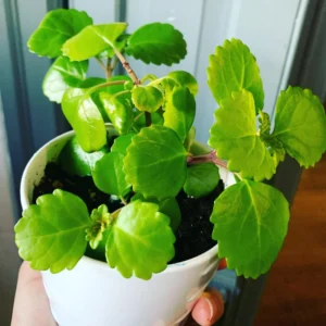 Swedish Ivy Plants - 2 Green Starter Plants 3-6'' - Indoor/Outdoor