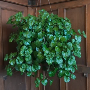Swedish Ivy Plants - 2 Green Starter Plants 3-6'' - Indoor/Outdoor