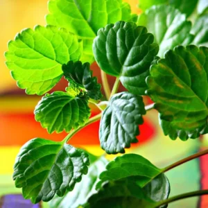 Swedish Ivy Plants - 2 Green Starter Plants 3-6'' - Indoor/Outdoor