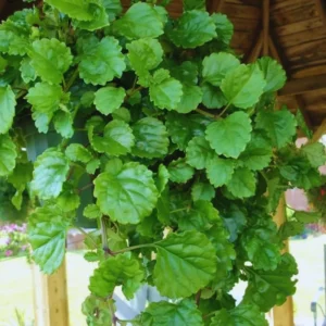 Swedish Ivy Plants - 2 Green Starter Plants 3-6'' - Indoor/Outdoor