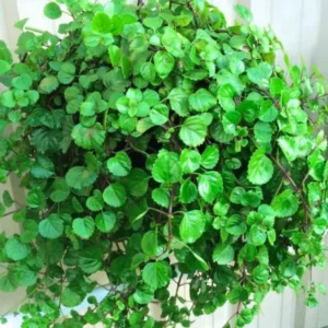 Swedish Ivy Plants - 2 Green Starter Plants 3-6'' - Indoor/Outdoor