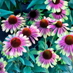 Sweet Echinacea Coneflower Plant Live 2.25" Pot - Purple Coneflower