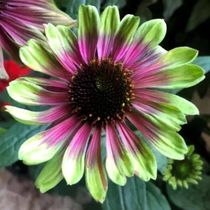Sweet Echinacea Coneflower Plant Live 2.25" Pot - Purple Coneflower