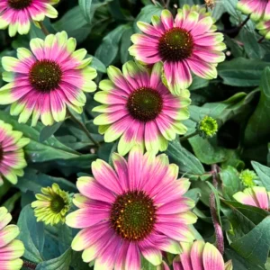 Sweet Echinacea Coneflower Plant Live 2.25