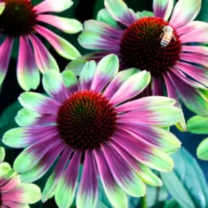 Sweet Echinacea Coneflower Plant Live 2.25