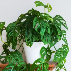 Swiss Cheese Plant 4-8 inch Monstera Deliciosa Live Indoor Plant