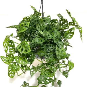 Swiss Cheese Plant 4-8 inch Monstera Deliciosa Live Indoor Plant