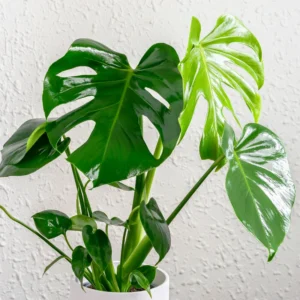 Swiss Cheese Plant 4-8 inch Monstera Deliciosa Live Indoor Plant