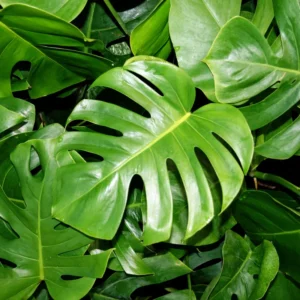 Swiss Cheese Plant 4-8 inch Monstera Deliciosa Live Indoor Plant